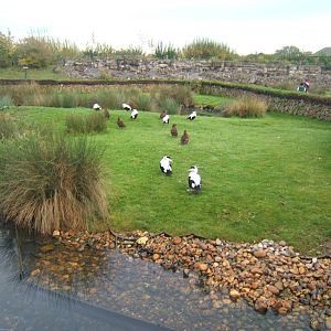 Eider Duck enclosure