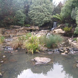 View of New Zealand enclosure
