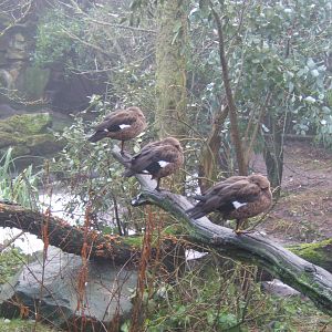 Madagascan Teal in the Bornean Longhouse Aviary