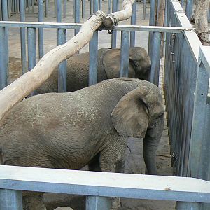 African elephants exhibit - Elephants house