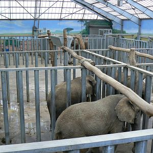 African elephants exhibit - Elephants house