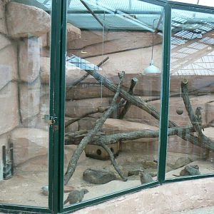 African elephants exhibit - Elephants house