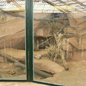 African elephants exhibit - Elephants house