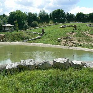 African elephants exhibit - first enclosure (with grass)