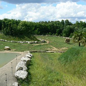 African elephants exhibit - first enclosure (with grass)
