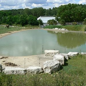 African elephants exhibit - first enclosure (with grass)
