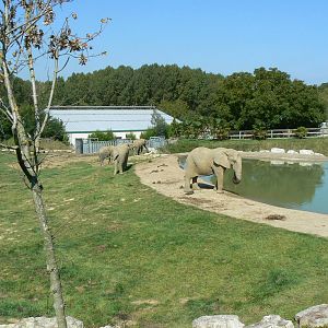 African elephants exhibit - first enclosure (with grass)