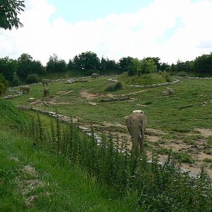 African elephants exhibit - first enclosure (with grass)