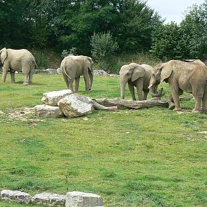 African elephants exhibit