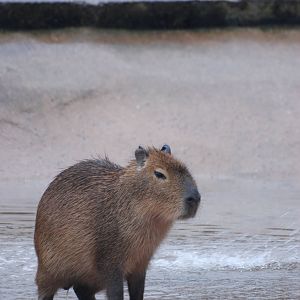 Capybara at Twycross 27/02/11