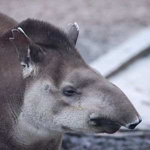 Brazilian Tapir at Twycross 27/02/11