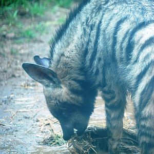 Arabian Striped Hyaena at Twycross 27/02/11