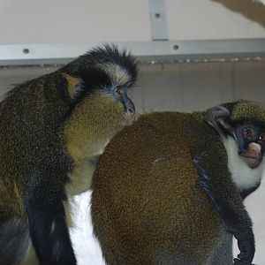 Mixed Guenons at Twycross 27/02/11