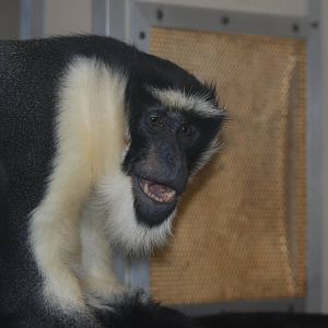 Roloway Guenon at Twycross 27/02/11