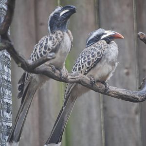 African Grey Hornbills at Twycross 27/02/11