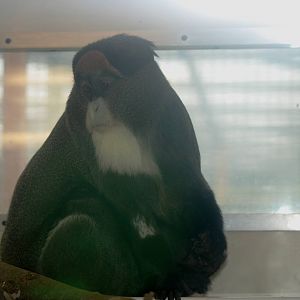 DeBrazza's Guenon at Twycross 27/02/11