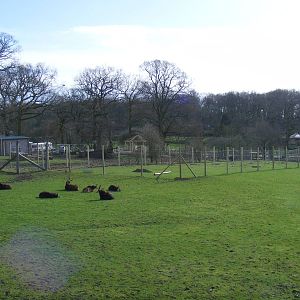 Progress with cheetah enclosure at Marwell Wildlife, 27 February 2011