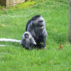 King colobus monkeys at Marwell Wildlife, 27 February 2011