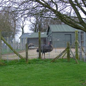 Emus in their new enclosure at Marwell Wildlife, 27 February 2011