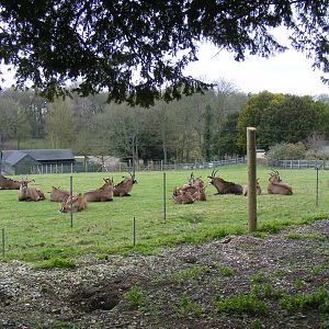 Roan antelopes in their new enclosure at Marwell Wildlife, 27 February 2011