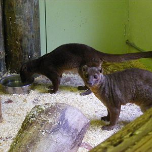 Fossas at Marwell Wildlife, 27 February 2011