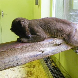 Fossa at Marwell Wildlife, 27 February 2011