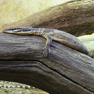 Kimberley rock monitor at Marwell Wildlife, 27 February 2011