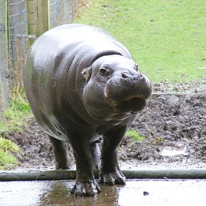 Wendy the pygmy hippo at Marwell Wildlife, 27 February 2011