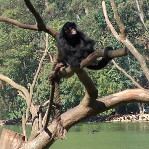 red faced spider monkey sao paulo zoo 2009