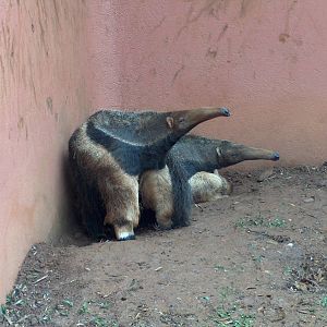 great anteater sao paulo zoo 2009