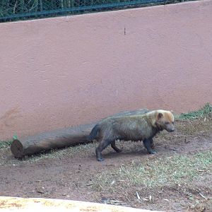 bush dog sao paulo zoo 2009
