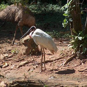 jaibiru stork and emu sao paulo zoo 2009