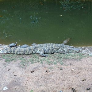 yacare do papo amarelo (broad snouted caiman). slider turtles and dwarf cai