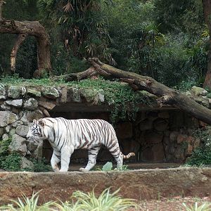 white tiger sao paulo zoo 2009