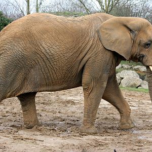 African elephant; Colchester; 27th February 2011