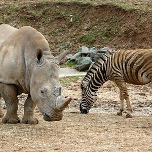 White rhinoceros and plains zebra; Colchester; 27th February 2011