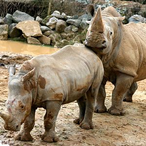 White rhinoceroses; Colchester; 27th February 2011