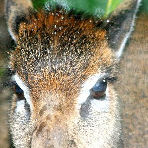 Kirk's dik-dik; Colchester; 27th February 2011