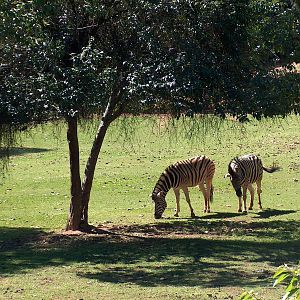 damara zebra sao paulo zoo 2009