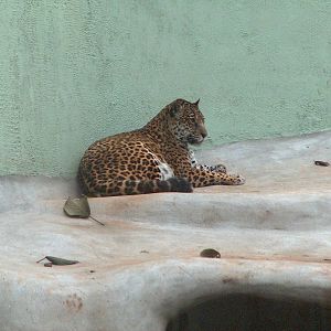 jaguar sao paulo zoo 2009