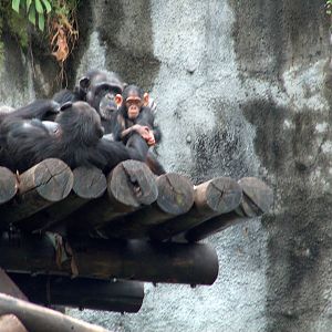 chimpanzee sao paulo zoo 2009