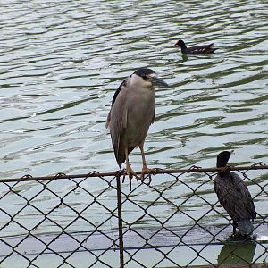 night heron, comorant and coot sao paulo zoo 2009