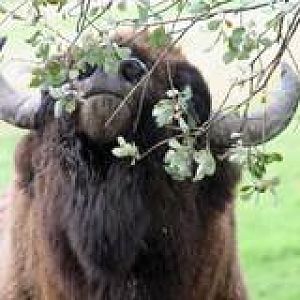 European Bison, a big bull (1000kg) in Avesta