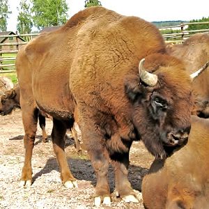 European Bison in Avesta