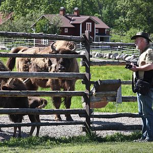 Avesta Visentpark is breeding European Bison since 1939