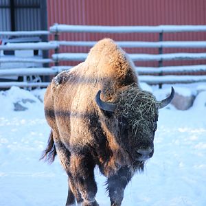 European Bison