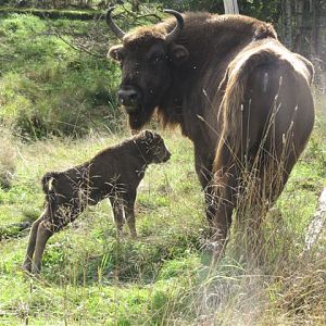 European Bison Avesta Visentpark