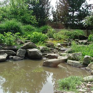 Asian small clawed-otters exhibit
