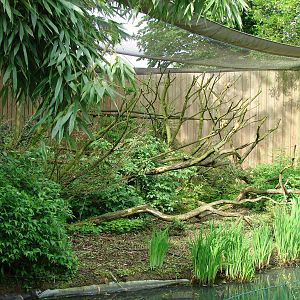 Squirrel monkeys exhibit