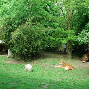 African lions exhibit